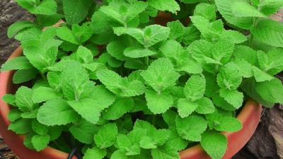 7 plants that repel mosquitoes naturally from home 7 plants that repel mosquitoes naturally from home