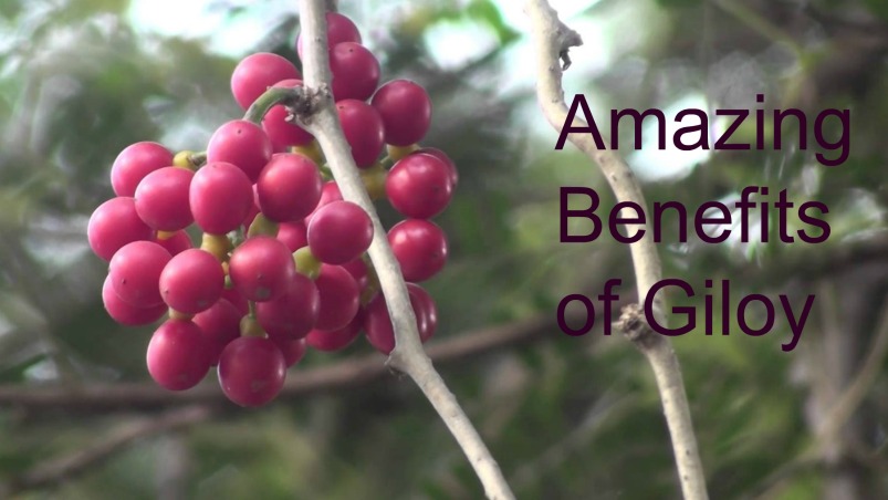 Amazing Benefits of Giloy